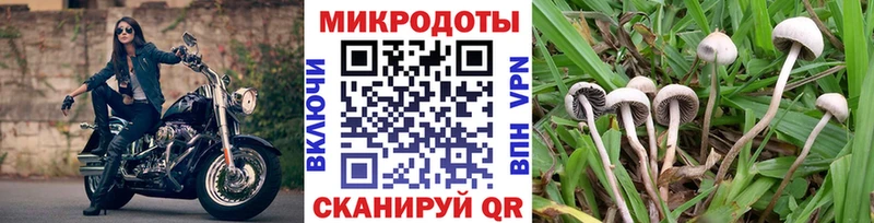 Галлюциногенные грибы Psilocybe  наркошоп  Оса 